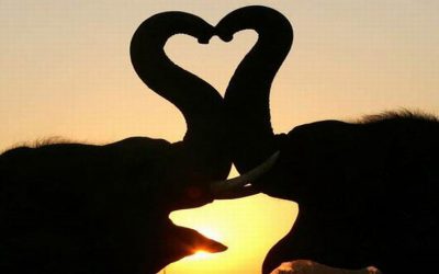 Deviens “coeur éléphant”!